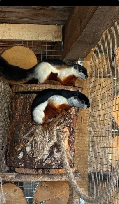 Wiewiórka trójbarwna