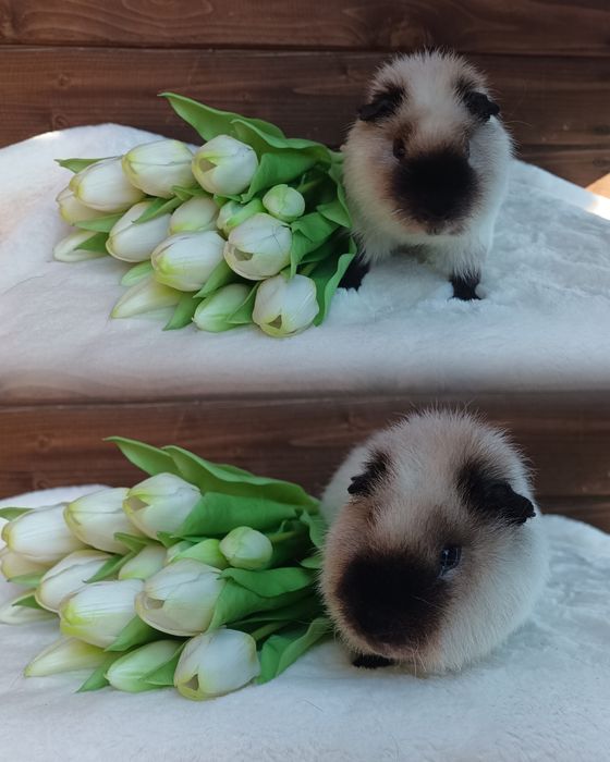 Świnka morska US Teddy ,kawia domowa  gładkowłosa