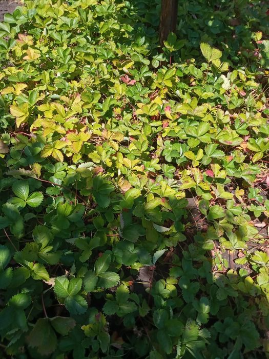 Продам сажанцы ремонтантной клубники Королева Елизавета