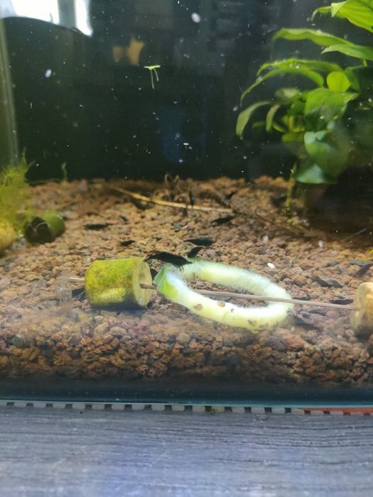 Krewetki Black sakura neocaridina