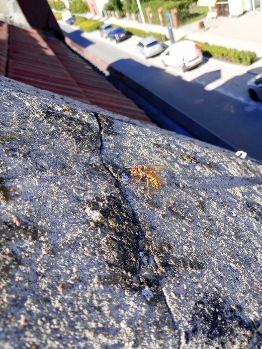 Profesjonalna likwidacja gniazd os i szerszeni