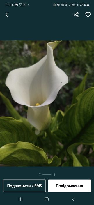 Продаж луковиць калли 30грн