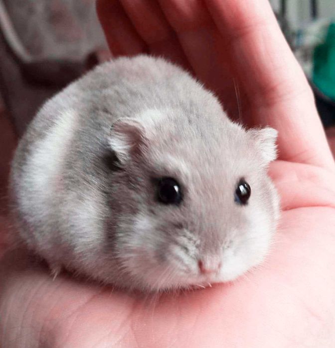 Джунгарские хомячки, хомяки, хомячата, хомяк, карликовые, джунгарики