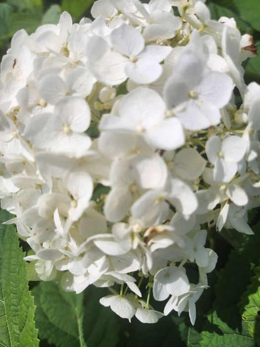 Hortensja krzewiasta Anabelle, bukietowa olbrzymie kwiaty