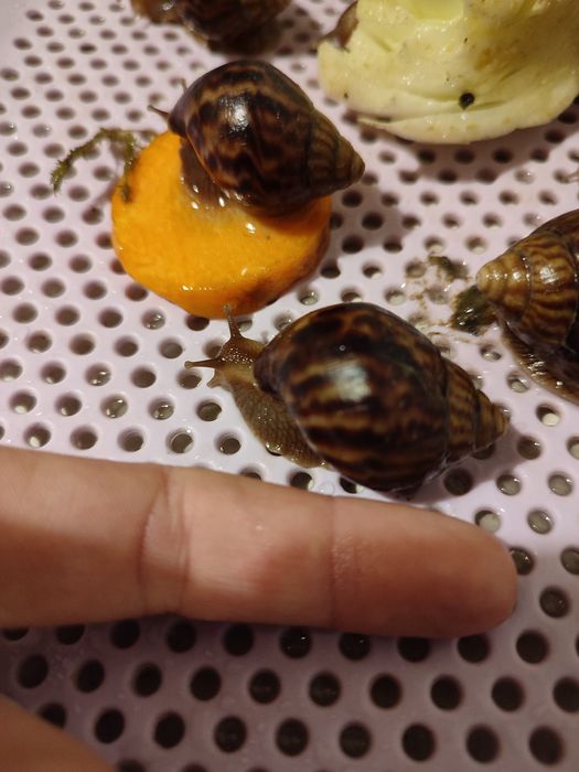 Віддам  равликів ахатин в хороші руки