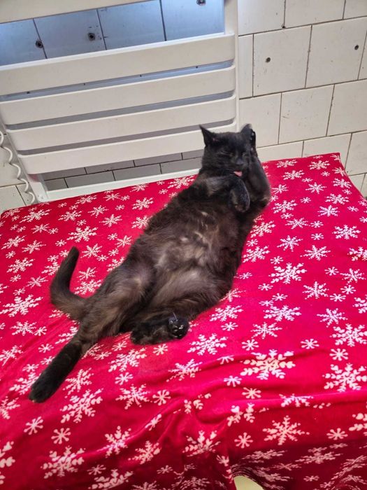 Oddam kota - Bingo czeka właśnie na Ciebie