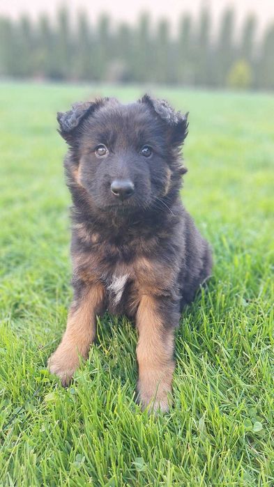 Suczka owczarek niemiecki długowłosy