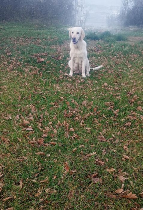 Labrador Retriever, zapraszam do rezerwacji
