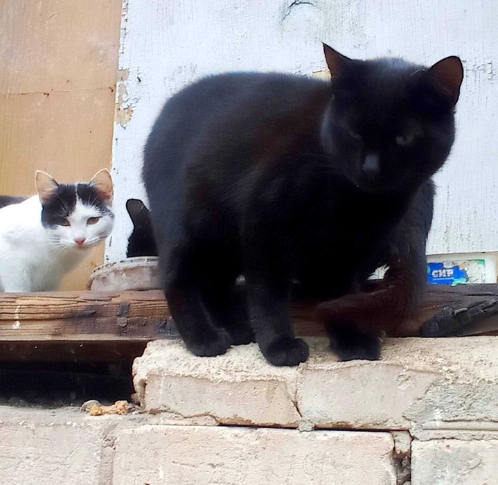 Котикам підліткам потрібні родини