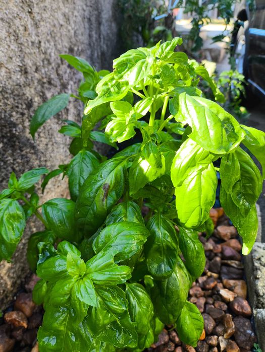 venda de ervas aromáticas e chás