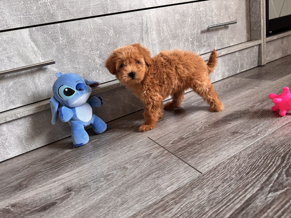 Милий пупсик Мальтіпу карамель