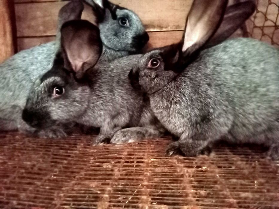 Кітні самиці (Полтавське срібло) самці,  кроленя