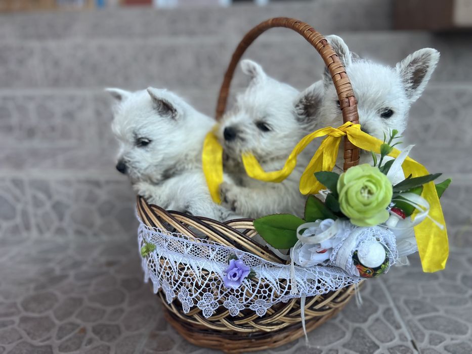 Милі хлопчики вестики