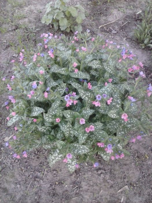 Медуничка. Гарний первоцвіт.