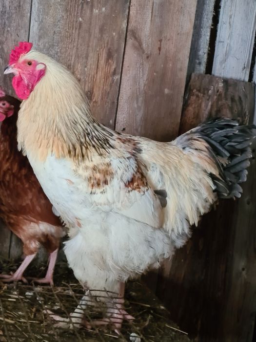 Piękny duży kogut młody braham