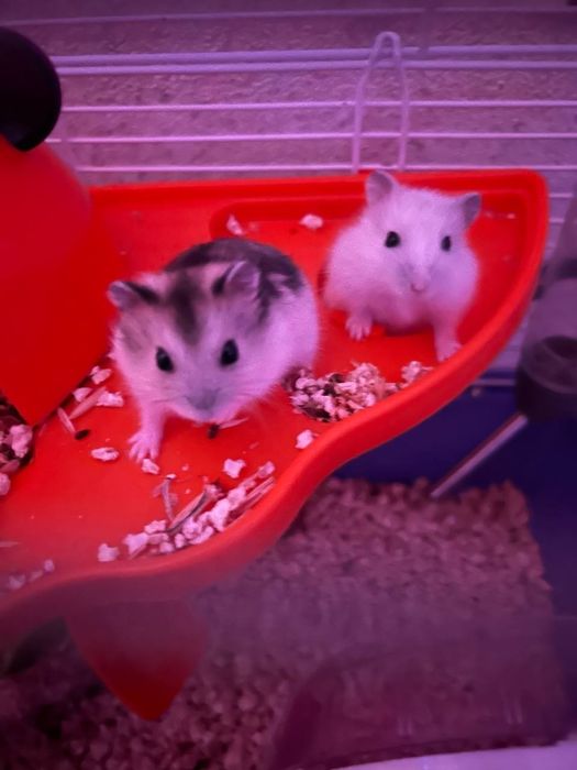 Продам Джунгариков не дорого