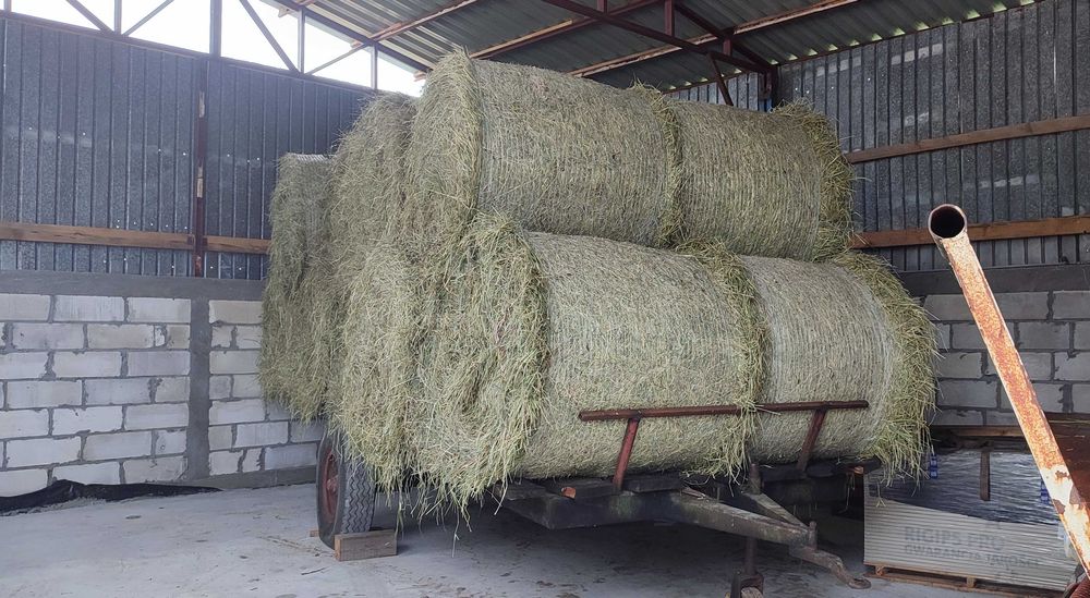 Siano w belach pogodne