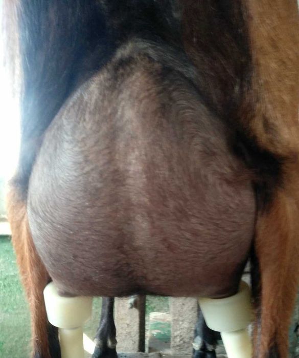 Альпійське козяче молоко