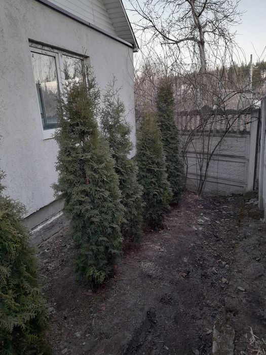 Продаж туй колоновидна і західна брабант смарагд,смарагд голд