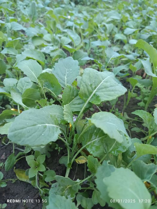 Pés de couve para plantar