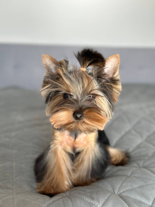 В'язка йорка . Активний хлопчик чекає на знайомство.