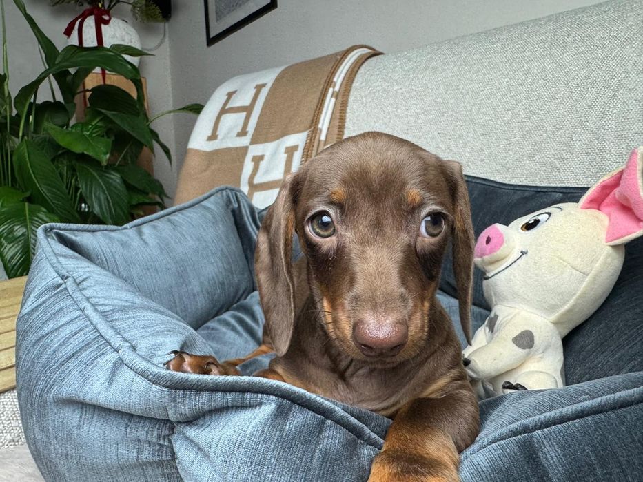 jamnik miniaturowy choco tan