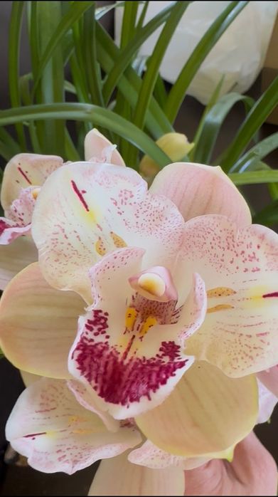 Продаж цимбідіум Cymbidium Lucky Rainbow ‘3 lips’