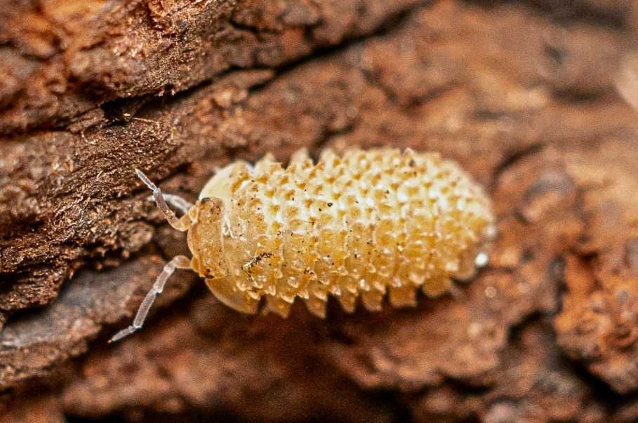 20x Isopody Cristarmadillidium muricatum