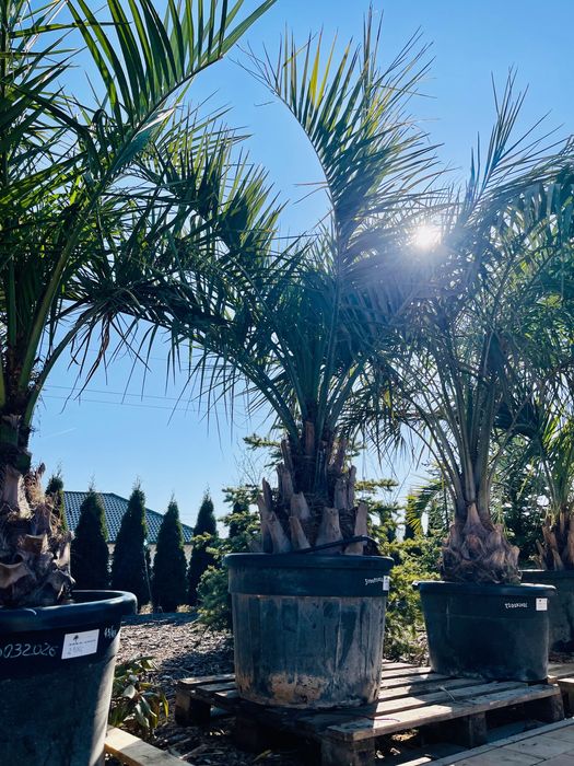 Palma Butia capitata mega grupa piękna jakość premium mrozoodporna