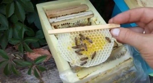 Матки Карпатка, плідні матки, бджоли, пасіка, розведення бджіл.