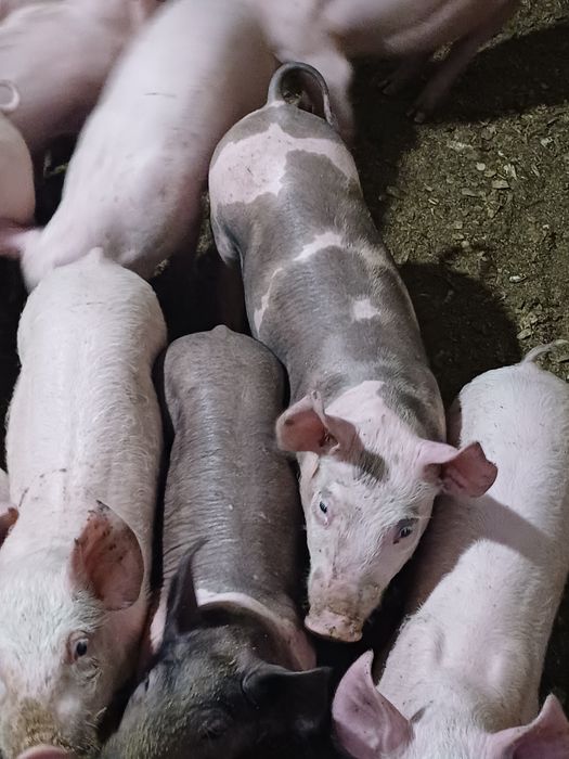 Продам малих поросят