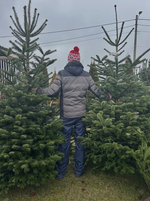 Jodla Kaukaska pierwszy sort 2.30-2.50