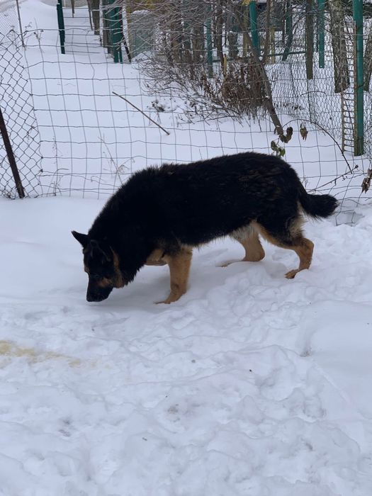 Безпритульний вівчарик в Бородянці