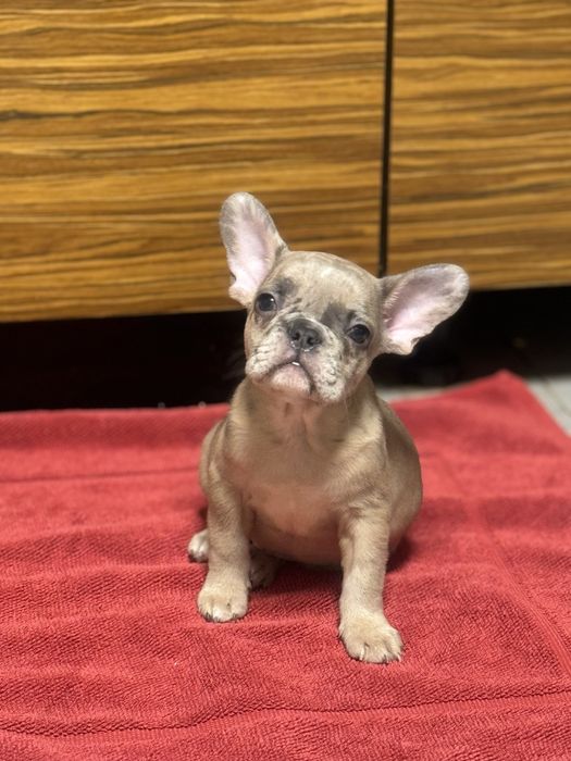 Маленький цілувашка для Вас