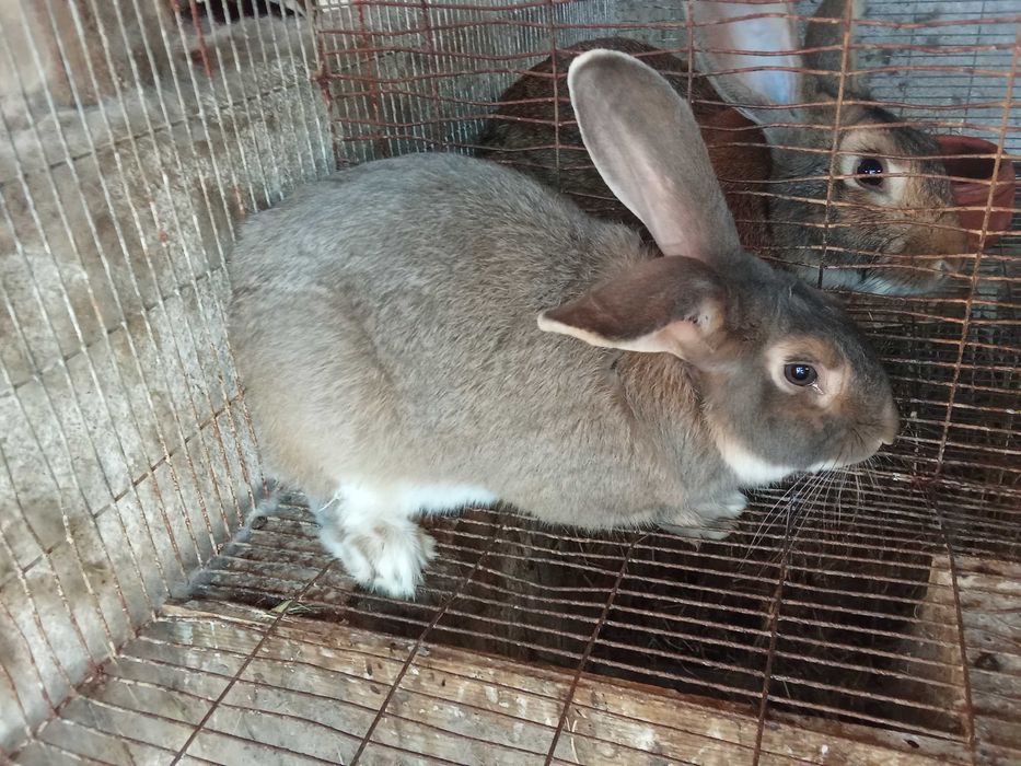 Coelhos caseiros