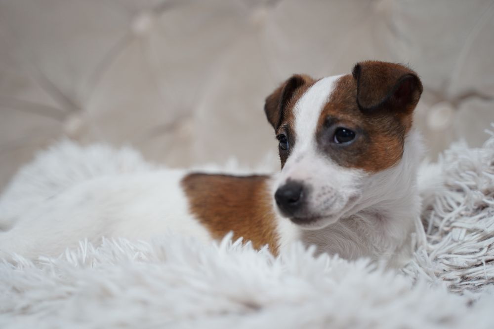 Jack Russell terrier suczka