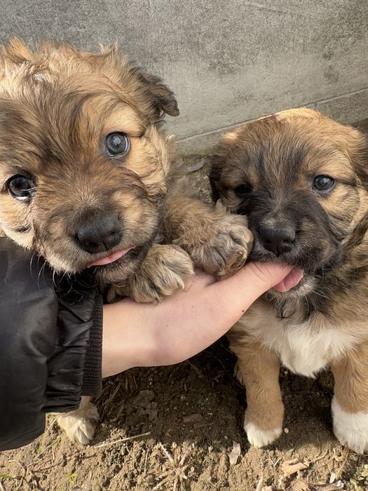 Szczeniaki szukaja domu