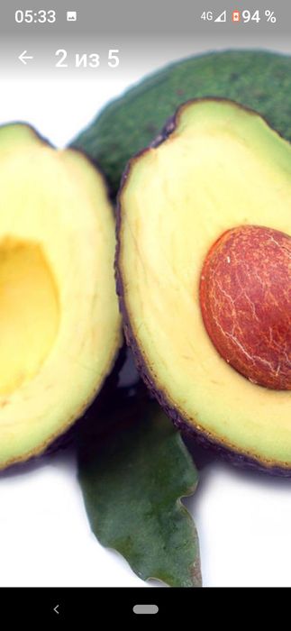 Семена карликового авакадо