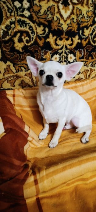 Продам щенка чихуахуа