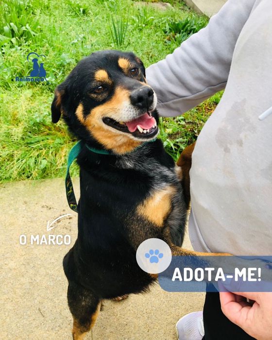 Marco cão de porte medio grande