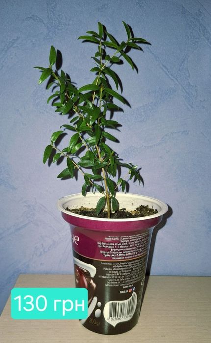 Комнатный мирт, миртовое дерево