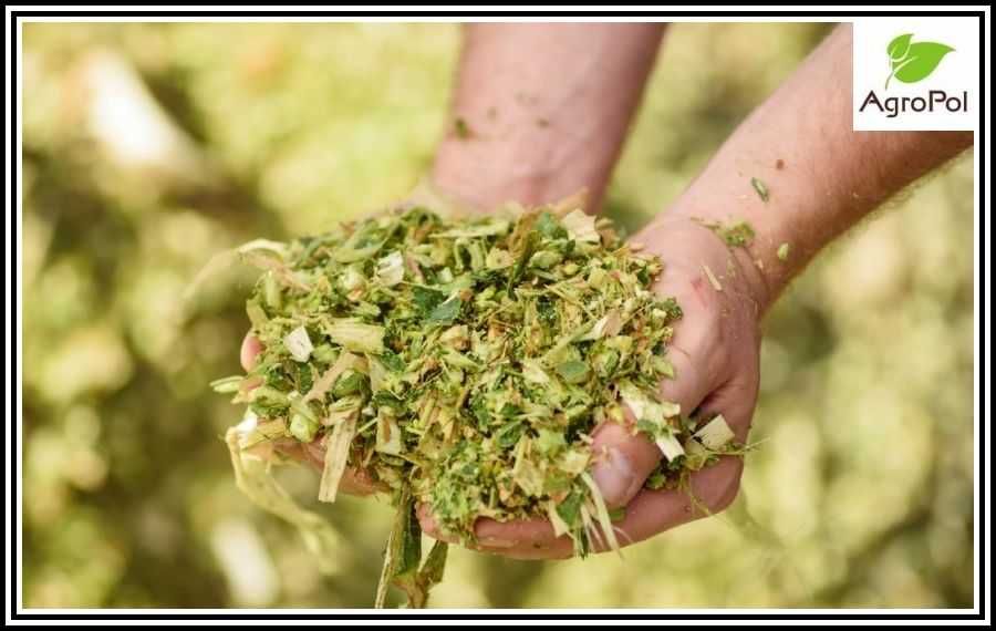 Kukurydza Na Kiszonkę Kukurydza Kiszonkowa kiszonka nasiona kukurydzy