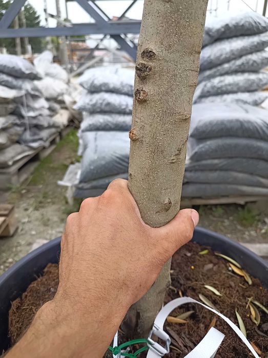 Oliwka Europejska Drzewo Oliwne Olea Europaea Cipressino dostawa !!