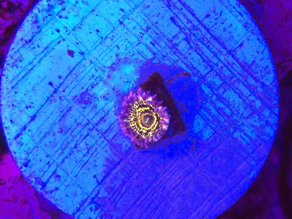 Zoa Stratosphere Zoanthus Koralowce Miękkie