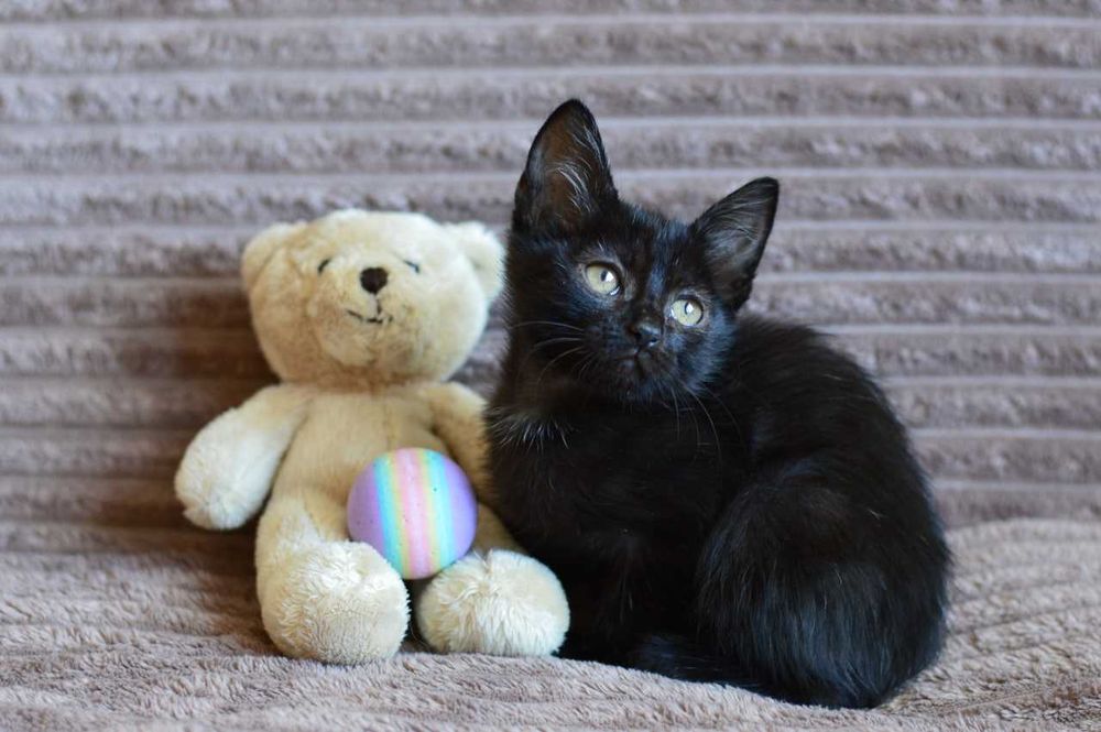 Маленький черный котеночек Мира в поиске семьи, добрая и ласковая