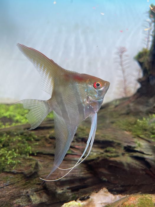 Escalar red back amapa