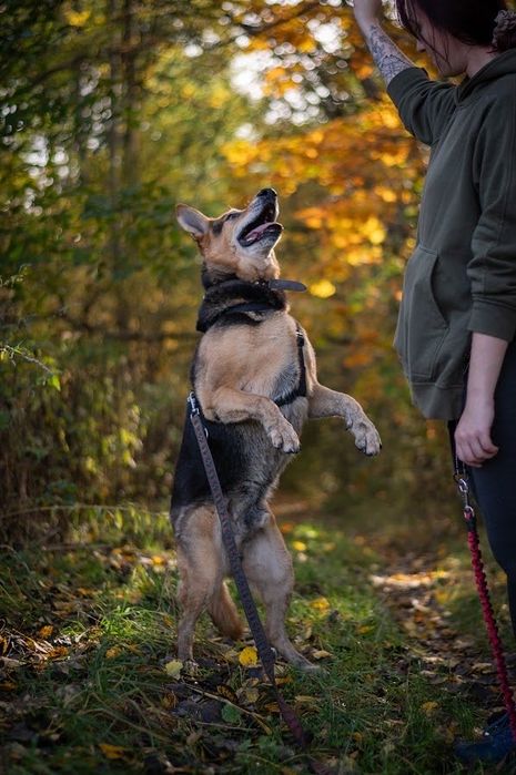 Adoptuj Kubusia, to jest ostatnia szansa