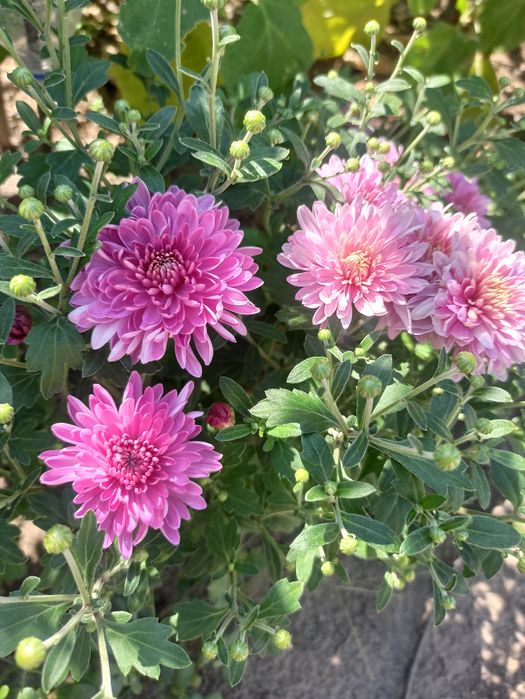 Хризантеми низкорослые