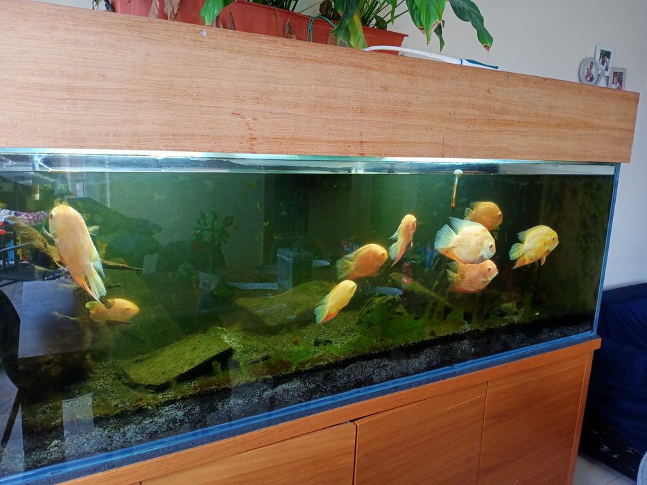 Akwarium - całość