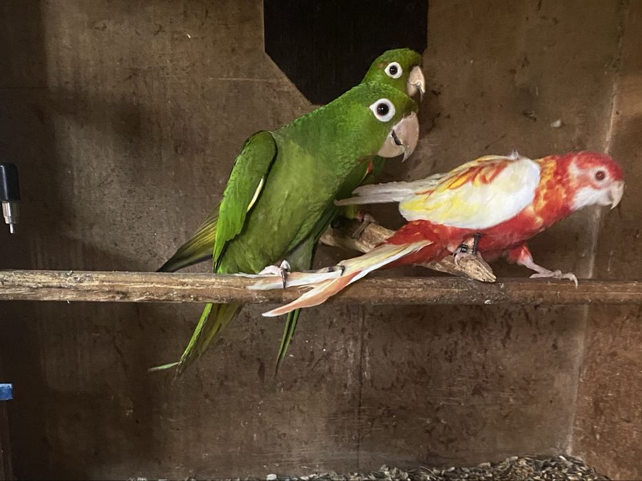 Aratinga leucophthalma